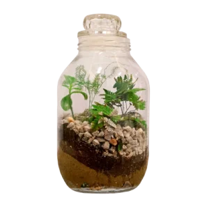 Asparagus Fern Succulent and Fern Terrarium