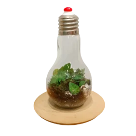 BULB TERRARIUM