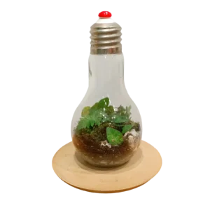 Bulb Terrarium