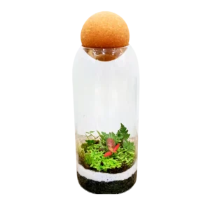 Cork Terrarium