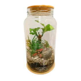 DRACAENA TERRARIUM
