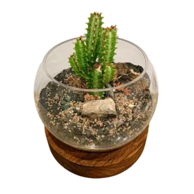 Desert Cactus Terrarium