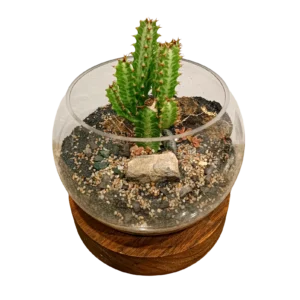 Desert Cactus Terrarium