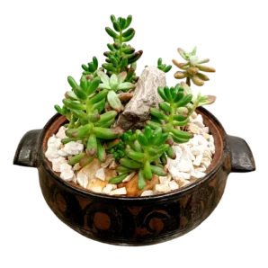 EARTHEN POT TERRARIUM 1