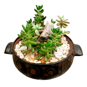 Earthen Pot Terrarium