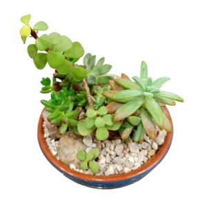 Glazed Clay Terrarium