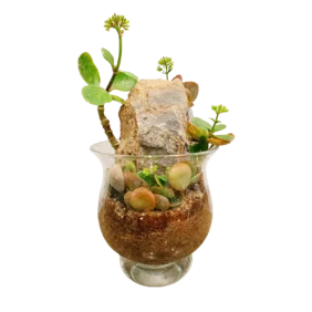 Kalanchoe Rock Terrarium 1