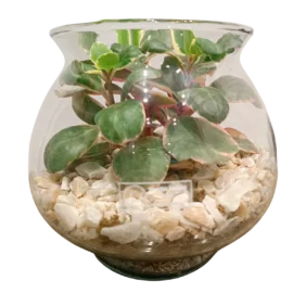 Kalanchoe Terrarium 1