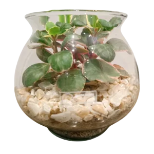 Kalanchoe Terrarium