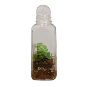 LONG JAR WITH ROUND LID TERRARIUM