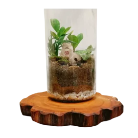Long Jar House Terrarium
