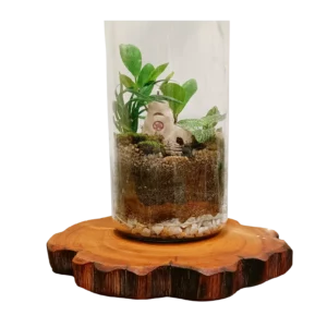 Long Jar House Terrarium