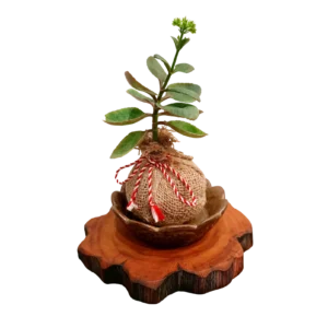 Medium Jute Kokedama