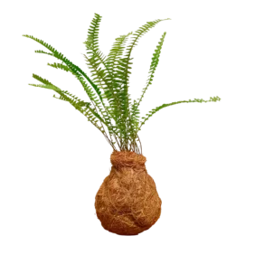 NEST FERN KOKEDAMA 1