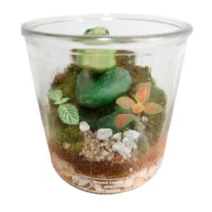 Pebble Small Terrarium