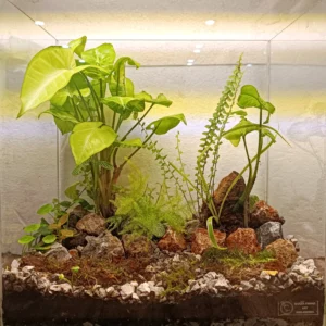 Rain Forest Aquarium Terrarium