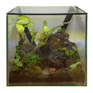 Rain Forest Aquarium Terrarium