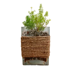 Rectangular Asparagus Fern Terrarium (1)