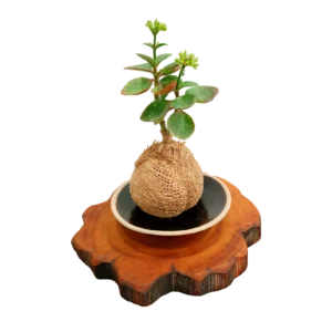 Small Jute Kokedama