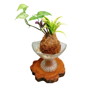 Small Nest Kokedama