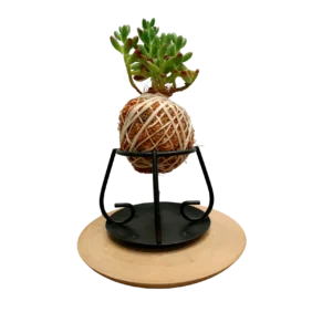 SMALL SEDUM NEST KOKEDAMA 1