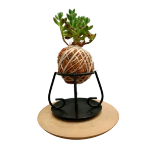 Small Sedum Nest Kokedama