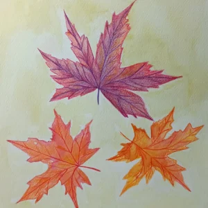 MAPLE LEAVES